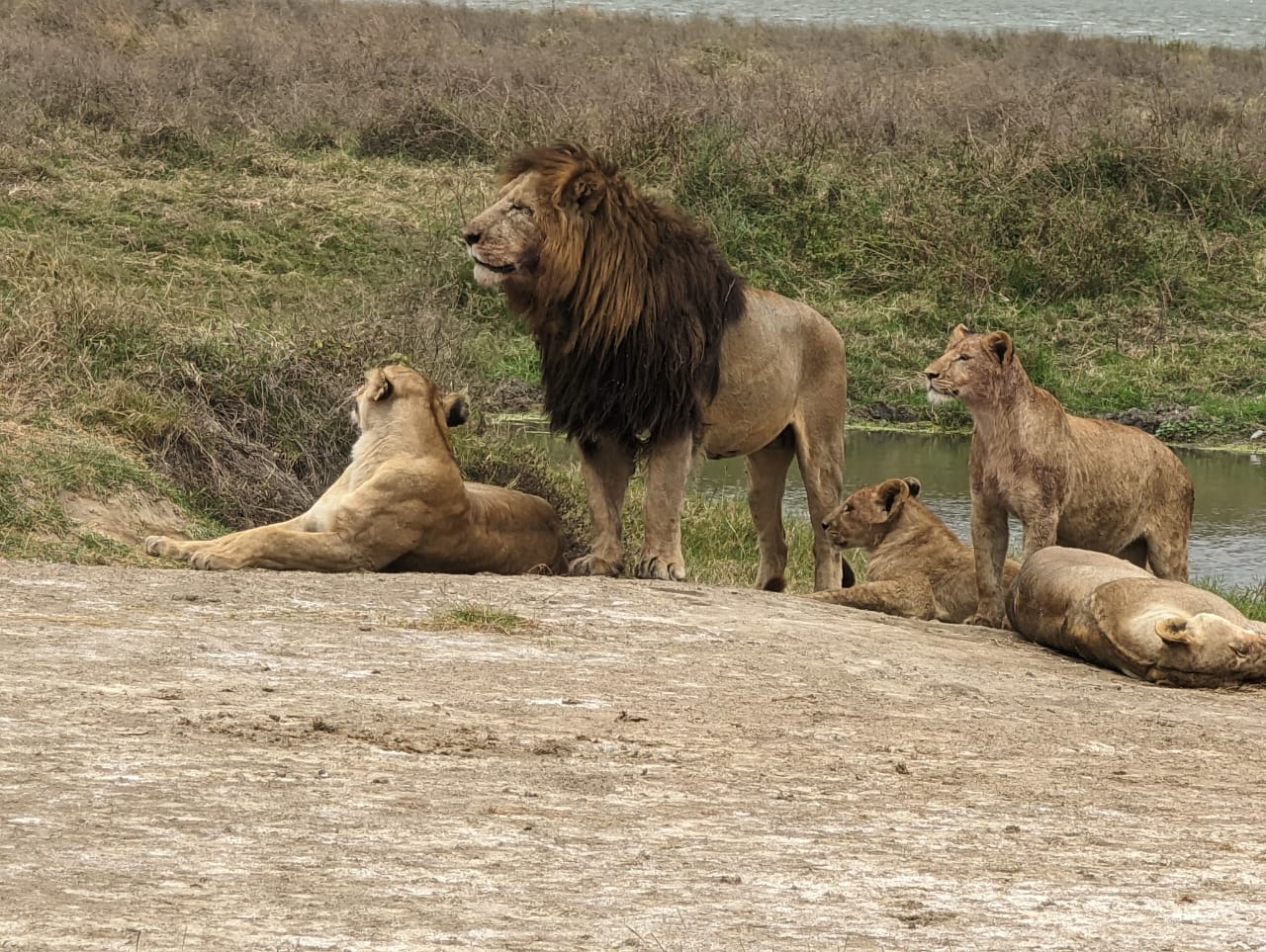 Pride of lions in Ngorongoro Crater